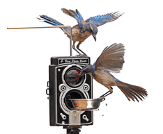Zostava Bird Photo Booth 2.0 a Wifi kamera